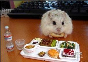 成人照顾仓鼠视频播放,跟随视频学习如何科学照顾仓鼠