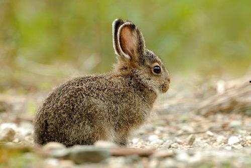 成人吃野兔视频在线观看,成人品尝野兔视频大揭秘