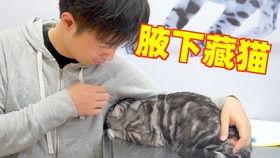 野猫成人短视频 网站,揭秘成人娱乐领域的热门平台