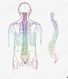 成人脊柱调理方法图片视频,图解视频教程，轻松掌握成人脊椎健康保养秘诀